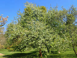 Image of Manchurian crab apple