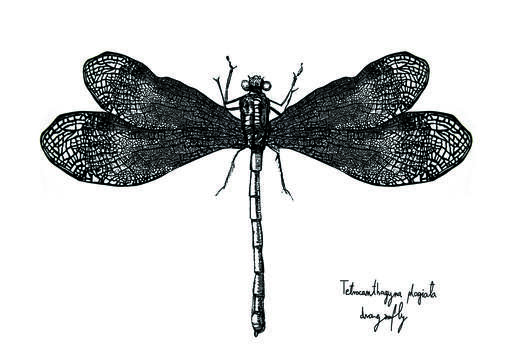 Image of Tetracanthagyna plagiata (Waterhouse 1877)