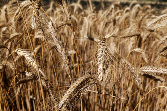 Image of common barley