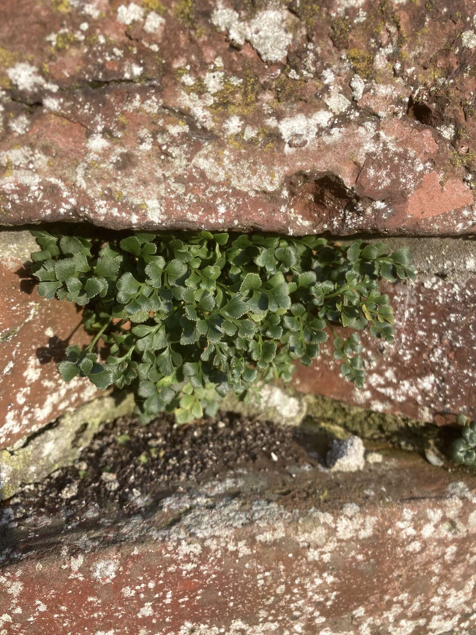 Image of Wall-rue