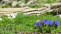 Plancia ëd Gentiana verna L.