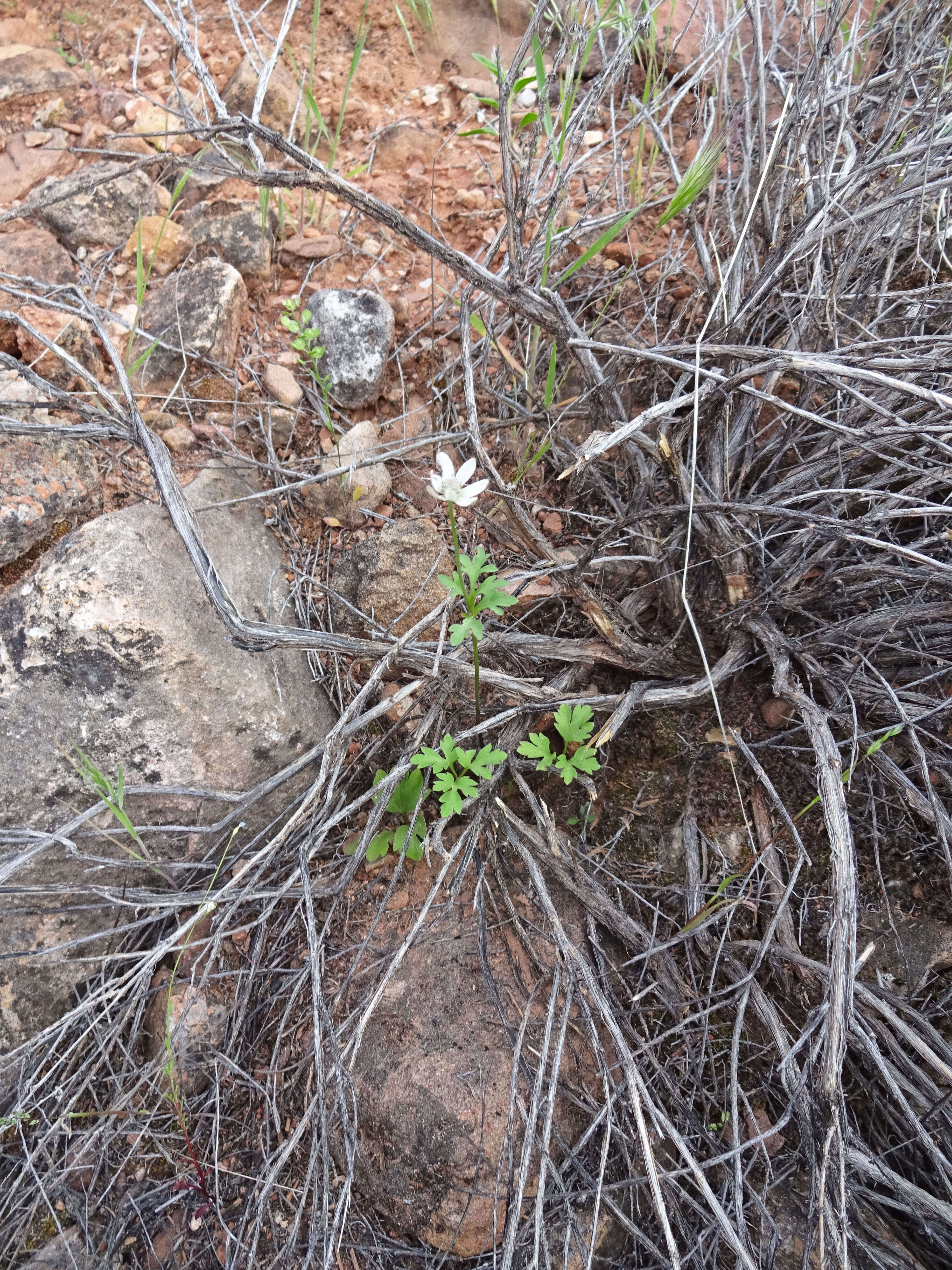 Image of tuber anemone