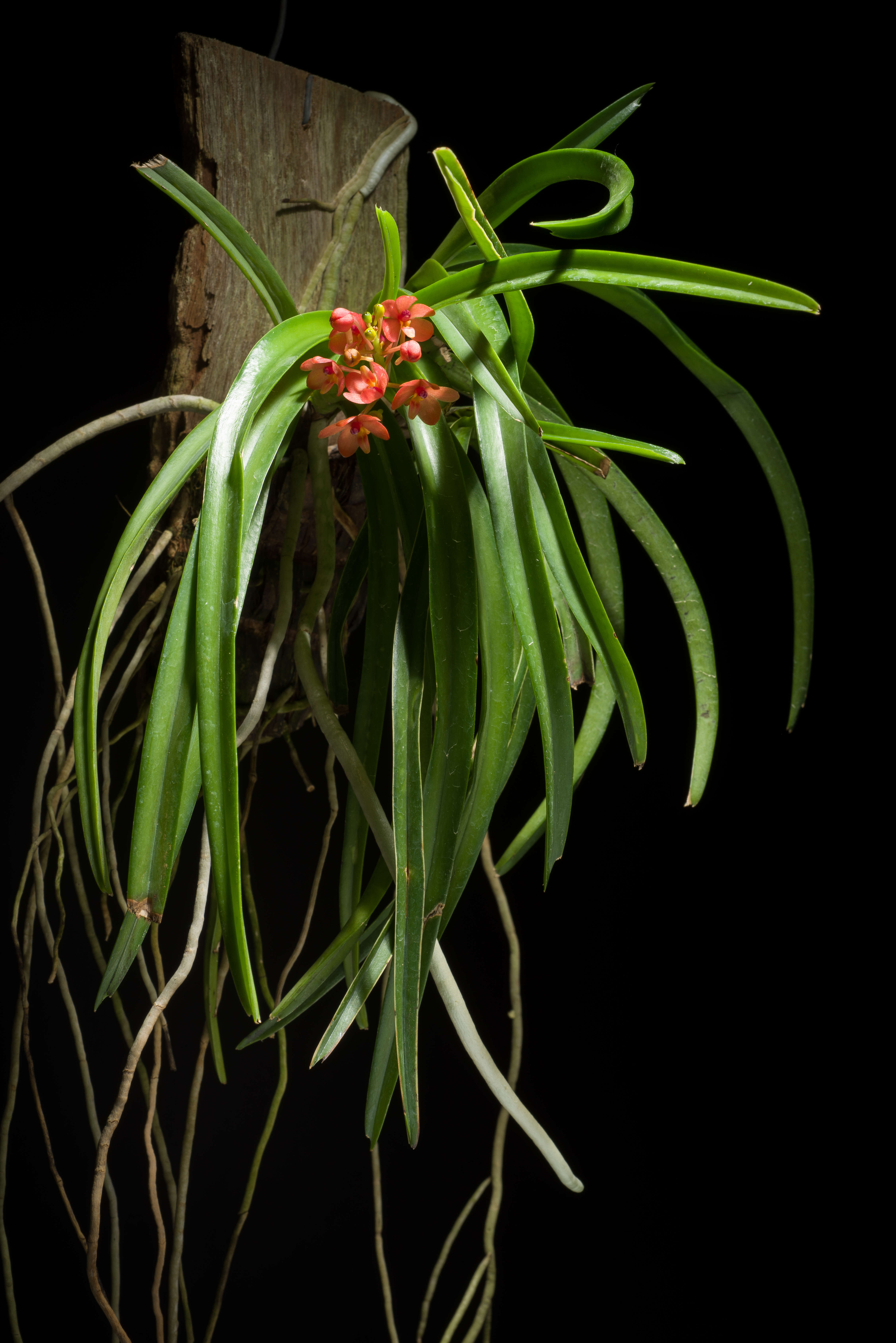 Image of Vanda curvifolia (Lindl.) L. M. Gardiner