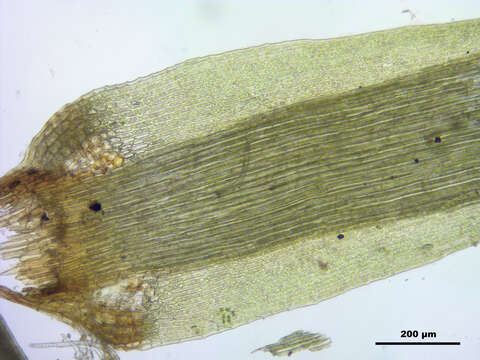 Plancia ëd Paraleucobryum longifolium Loeske 1908