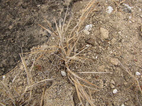 Panicum fauriei Hitchc. resmi