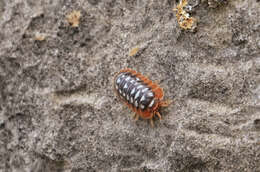 Image of Armadillidium klugii Brandt 1833