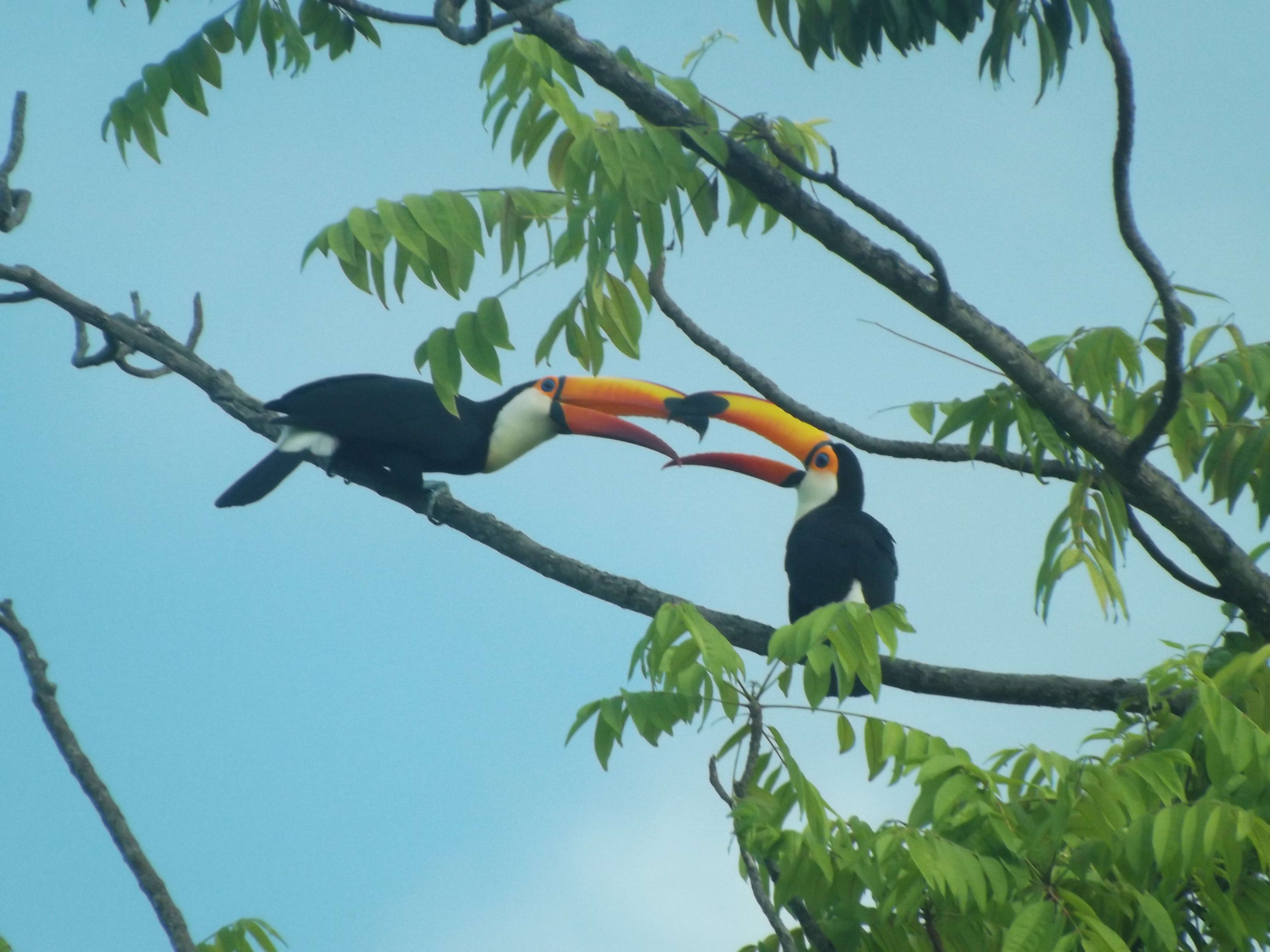 Image of Toco Toucan