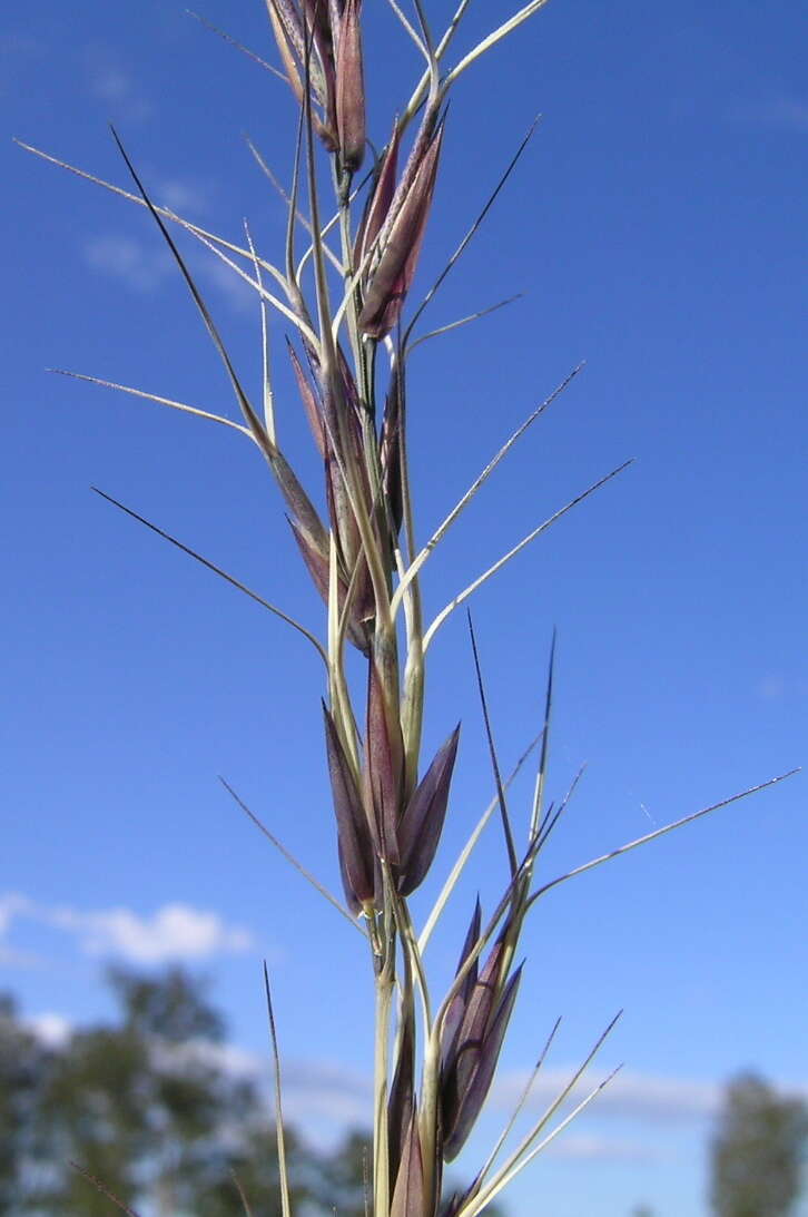 Image of Aristida acuta S. T. Blake