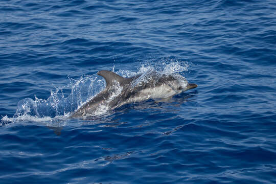 Image of Blue-white Dolphin