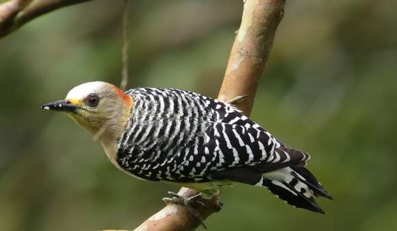 Image of Red-crowned Woodpecker