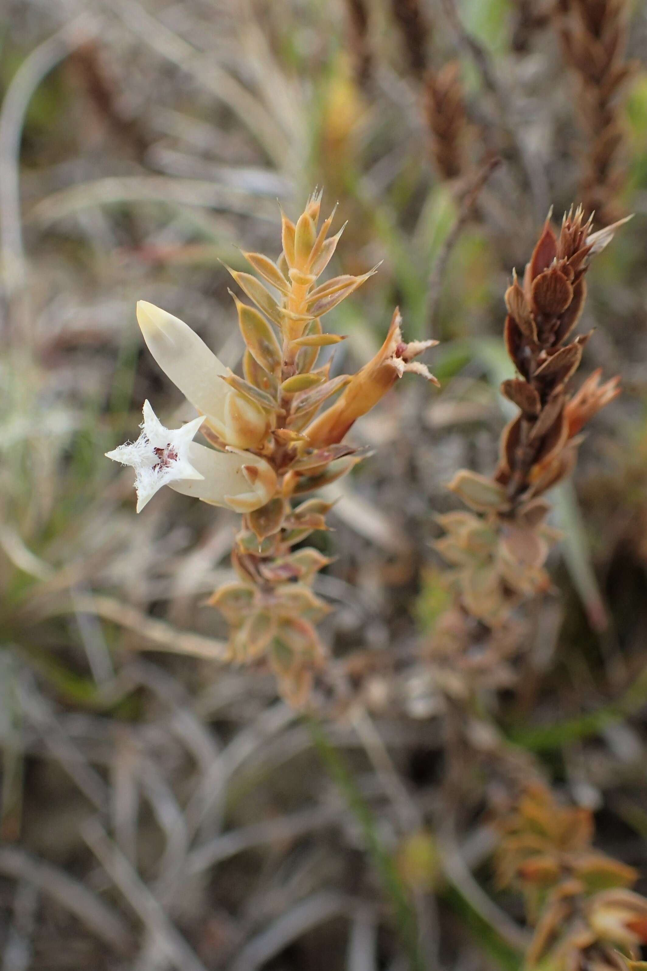 Image of Leucopogon fraseri A. Cunn. ex DC.