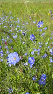 Image of Asian flax