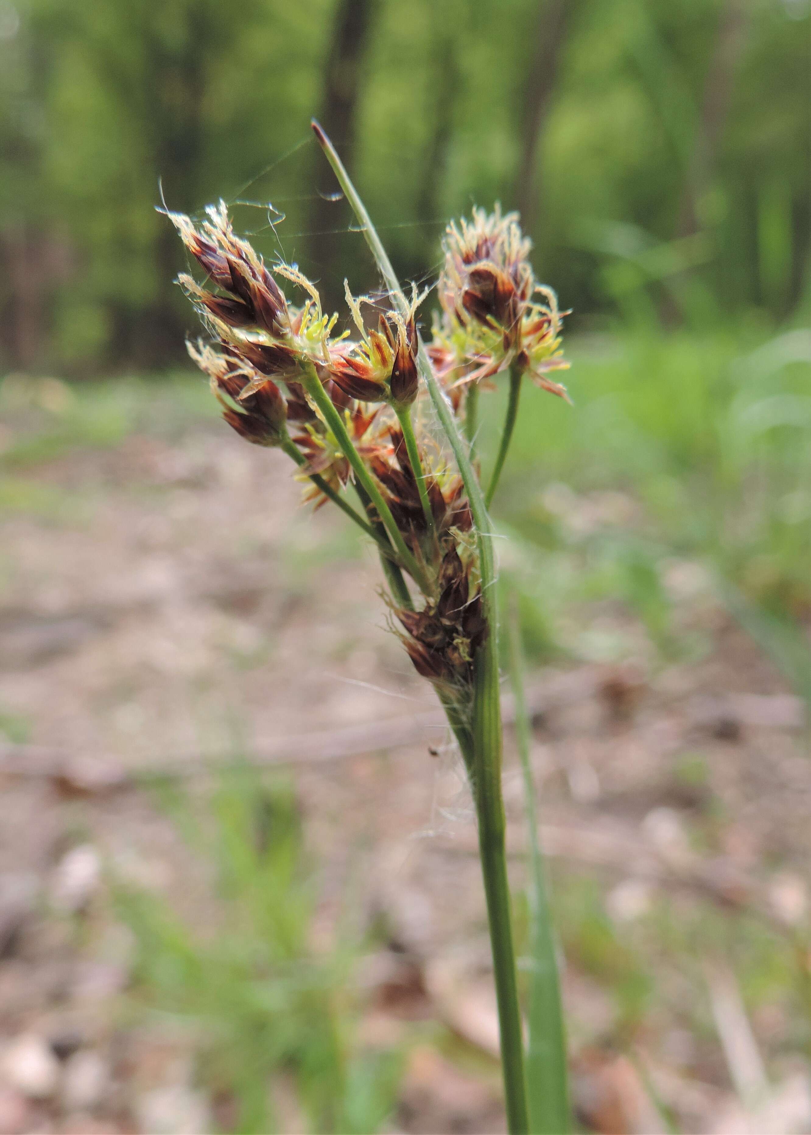 Imagem de Luzula multiflora (Retz.) Lejeune