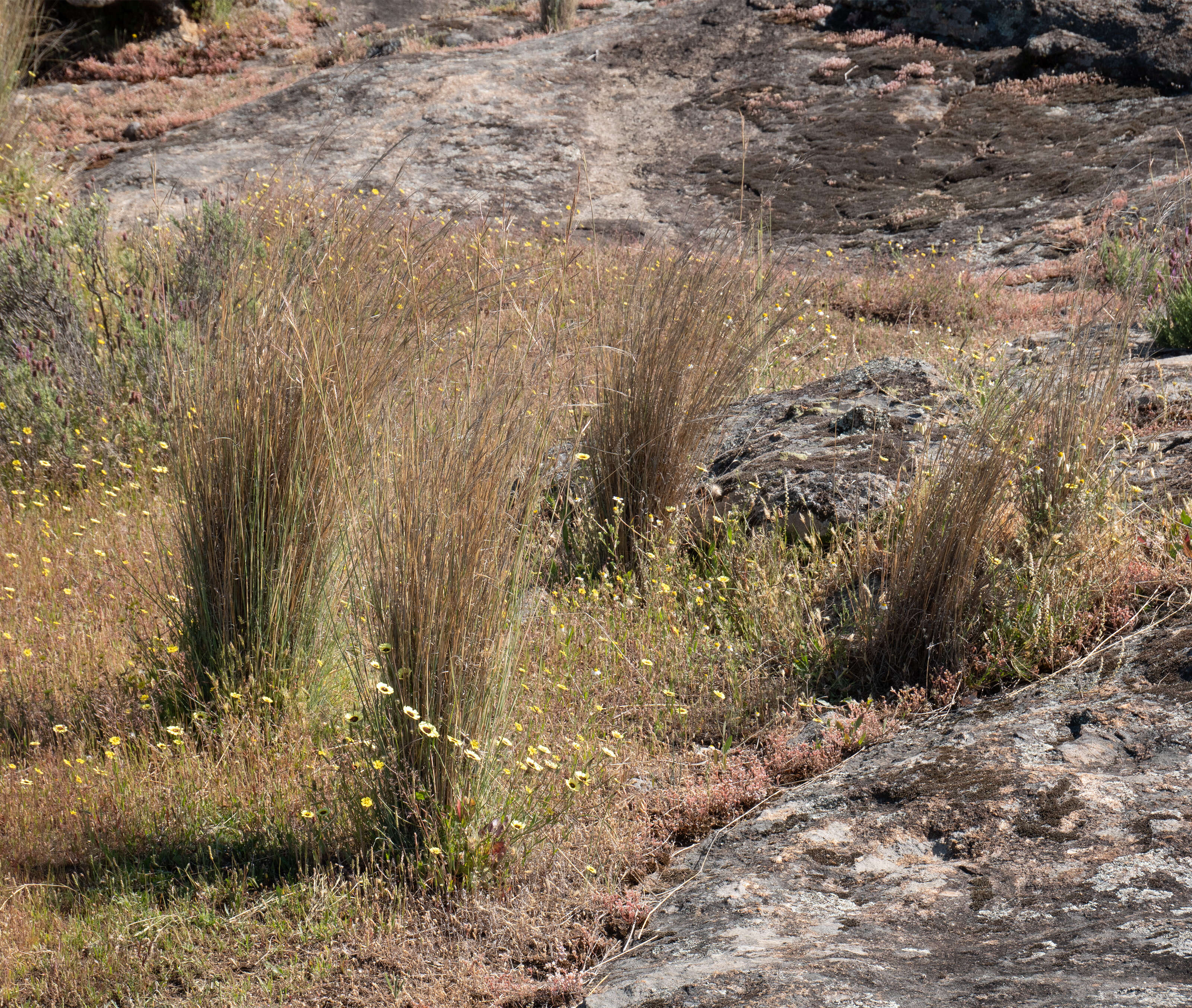 Image of thatching grass