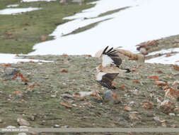 Image of Himalayan Griffon