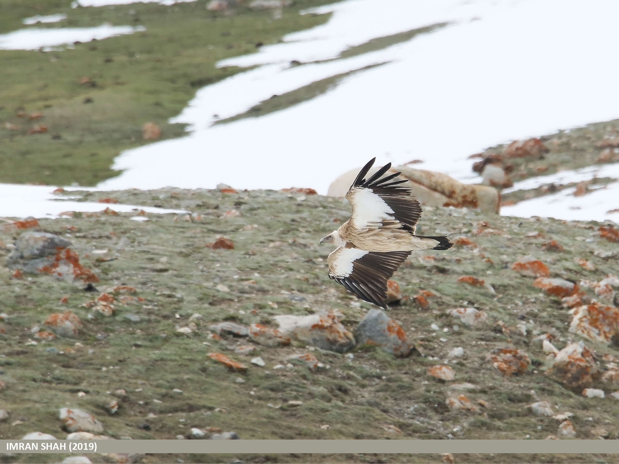 Image of Himalayan Griffon