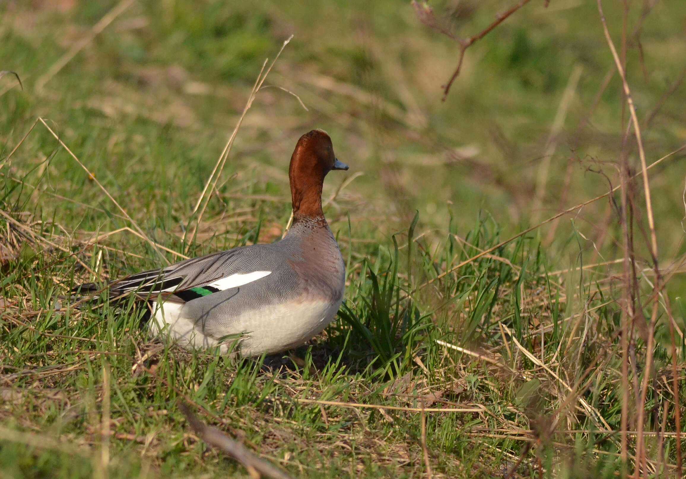 Image of Eurasian Wigeon