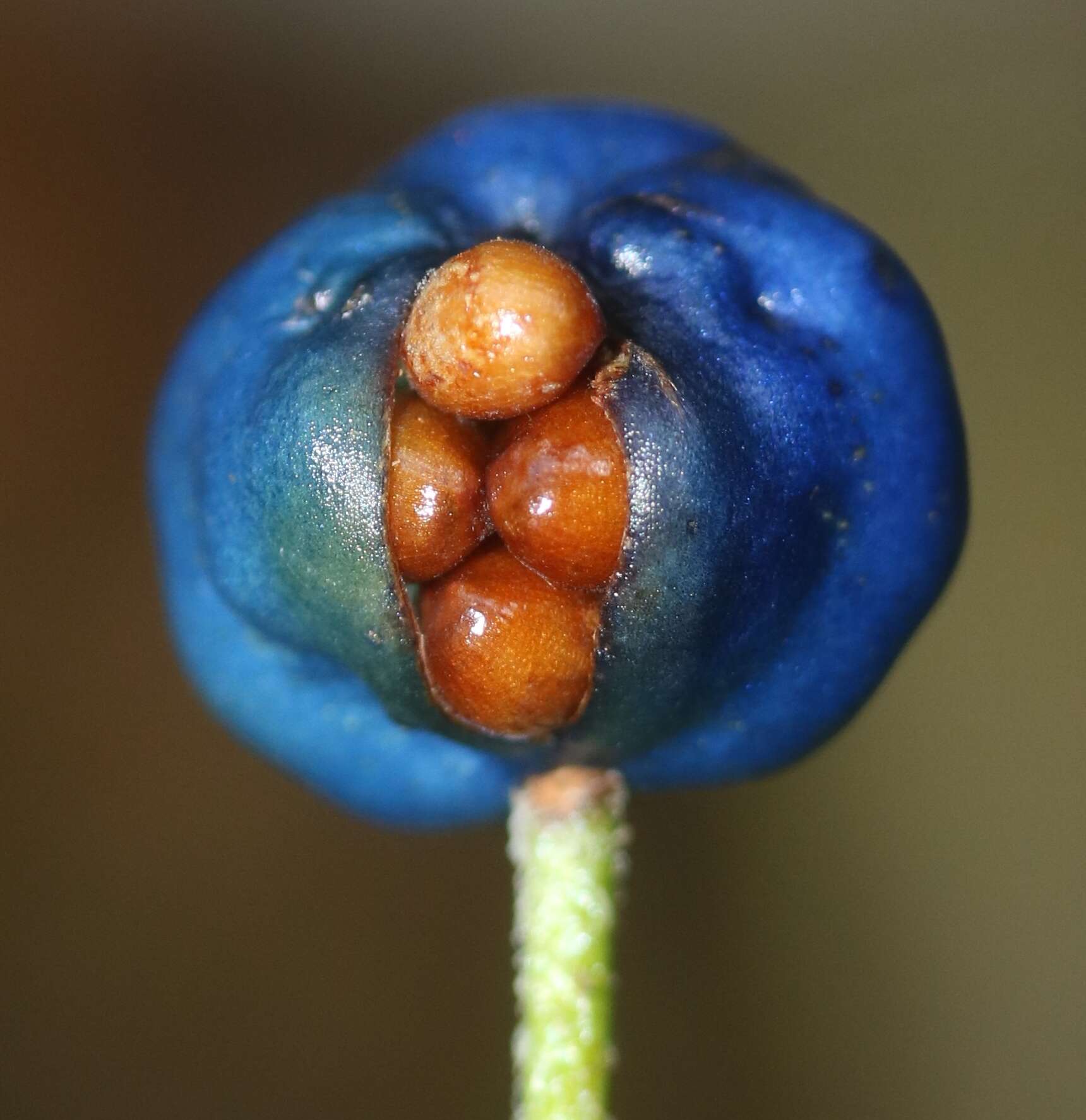 Image of Clintonia udensis Trautv. & C. A. Mey.