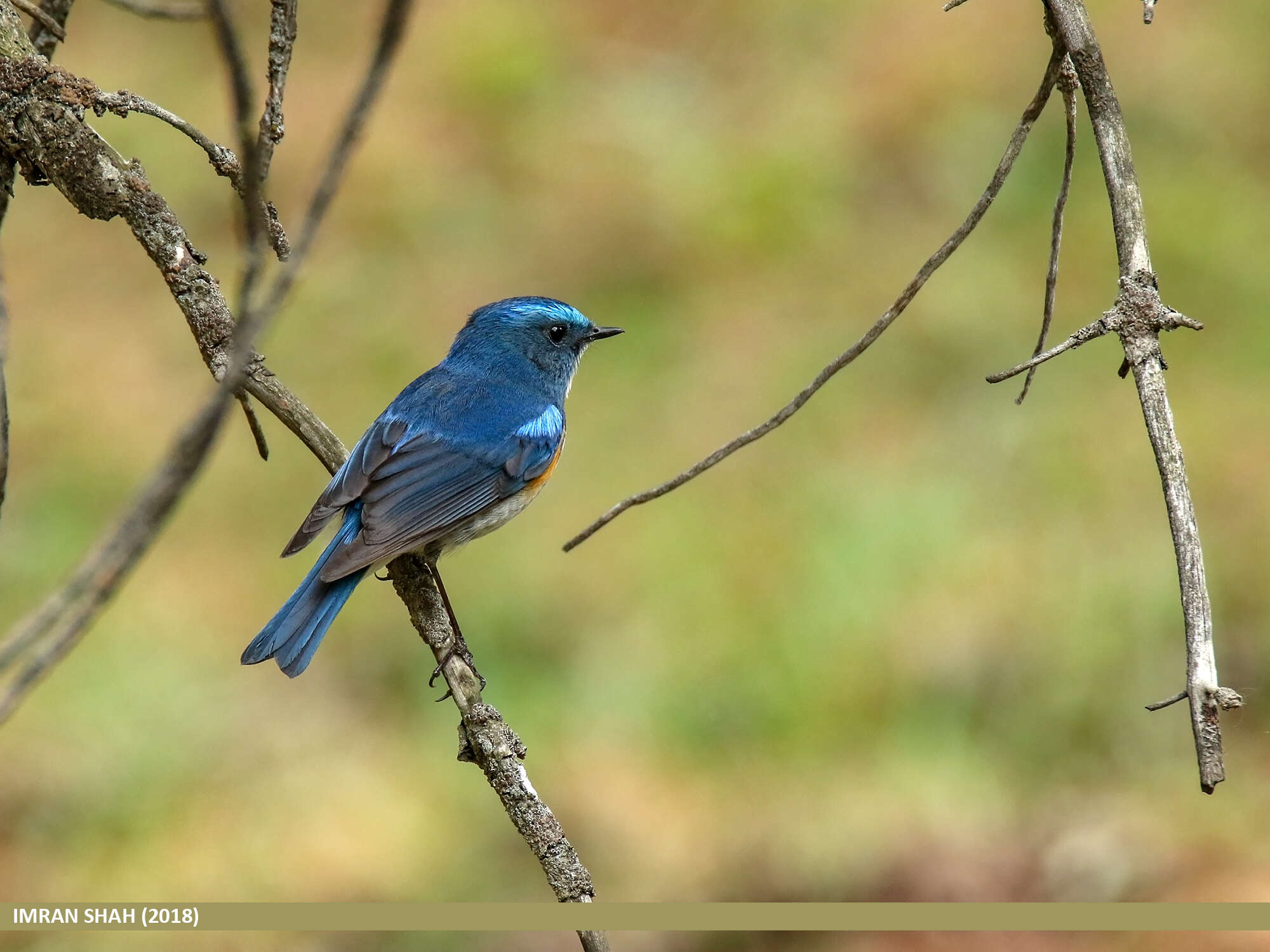 Image of Orange-flanked Bush-Robin