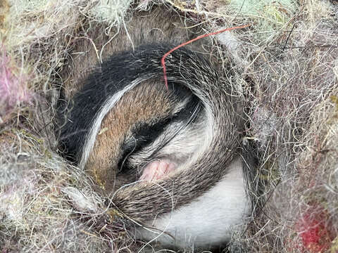 Image of European Garden Dormouse