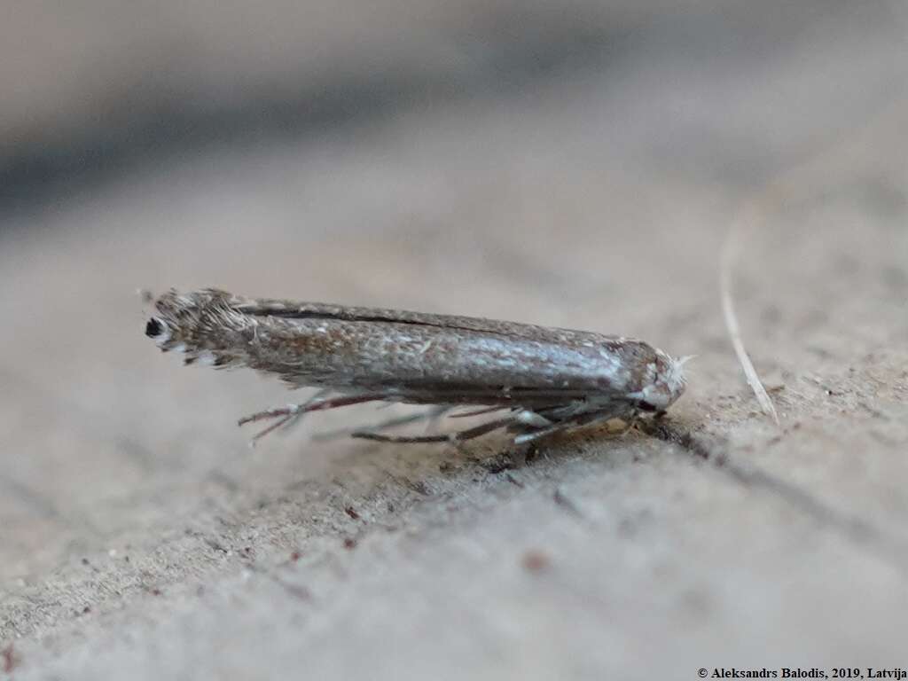 Image of apple leaf miner