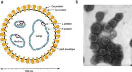 Image of Peribunyaviridae