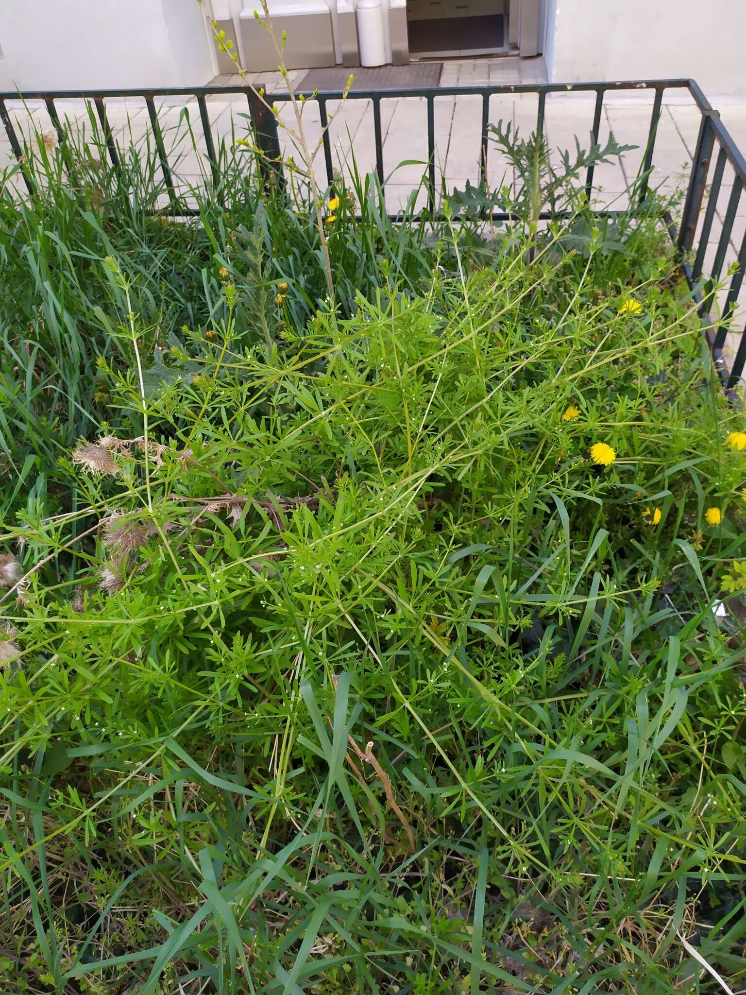 Image of Goosegrass