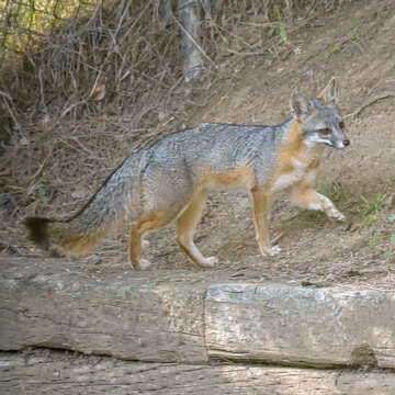 Image of Grey Foxes