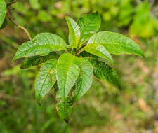 Imagem de Fuchsia excorticata (J. R. & G. Forst.) L. fil.