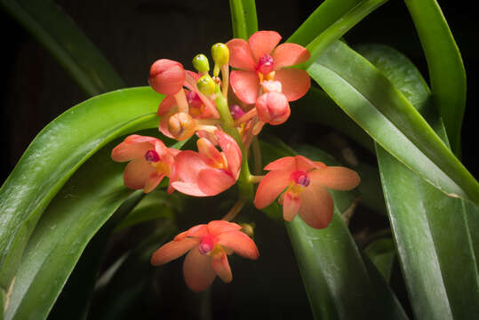 Image of Vanda curvifolia (Lindl.) L. M. Gardiner