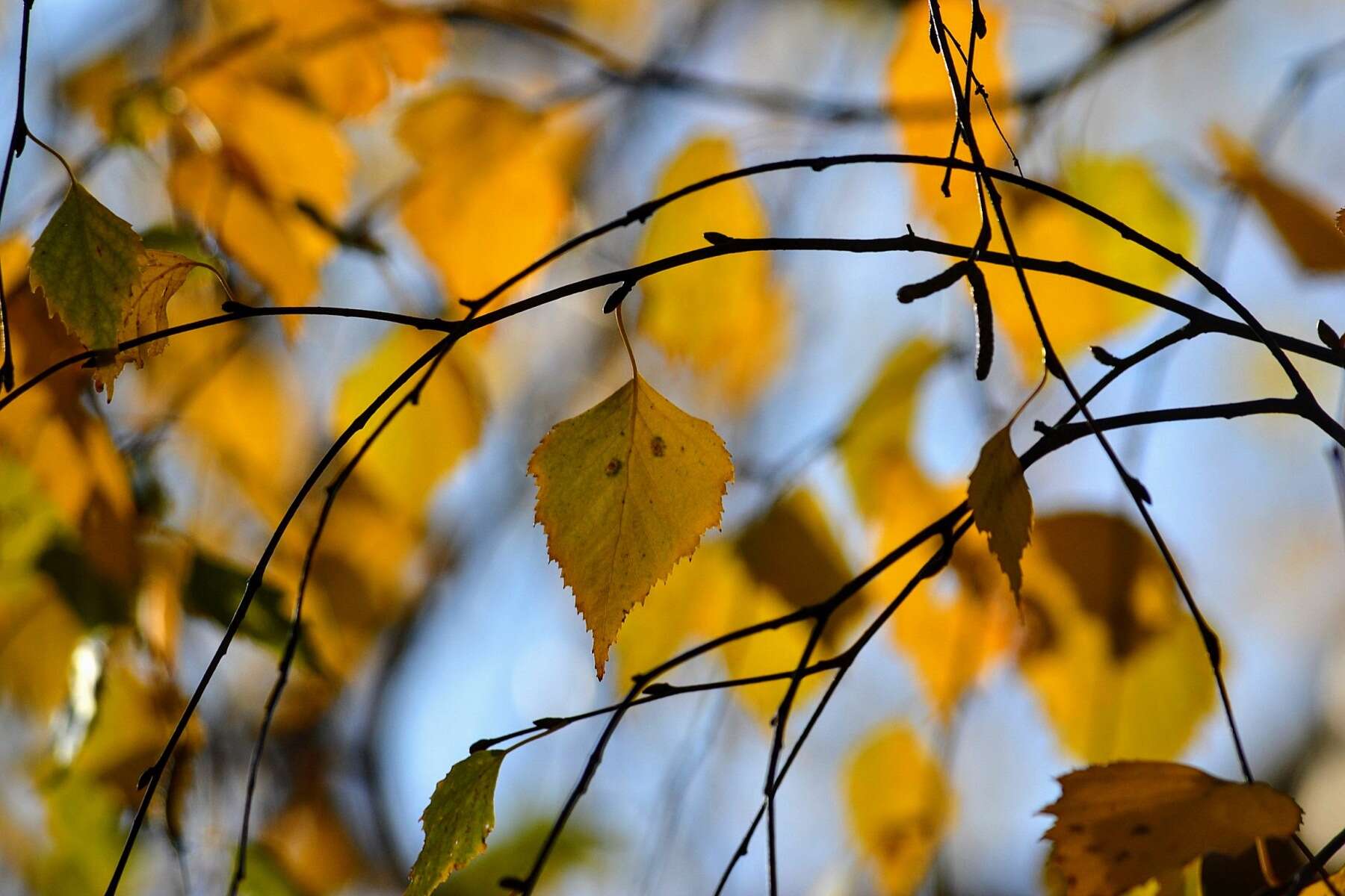 Image of Common Birch