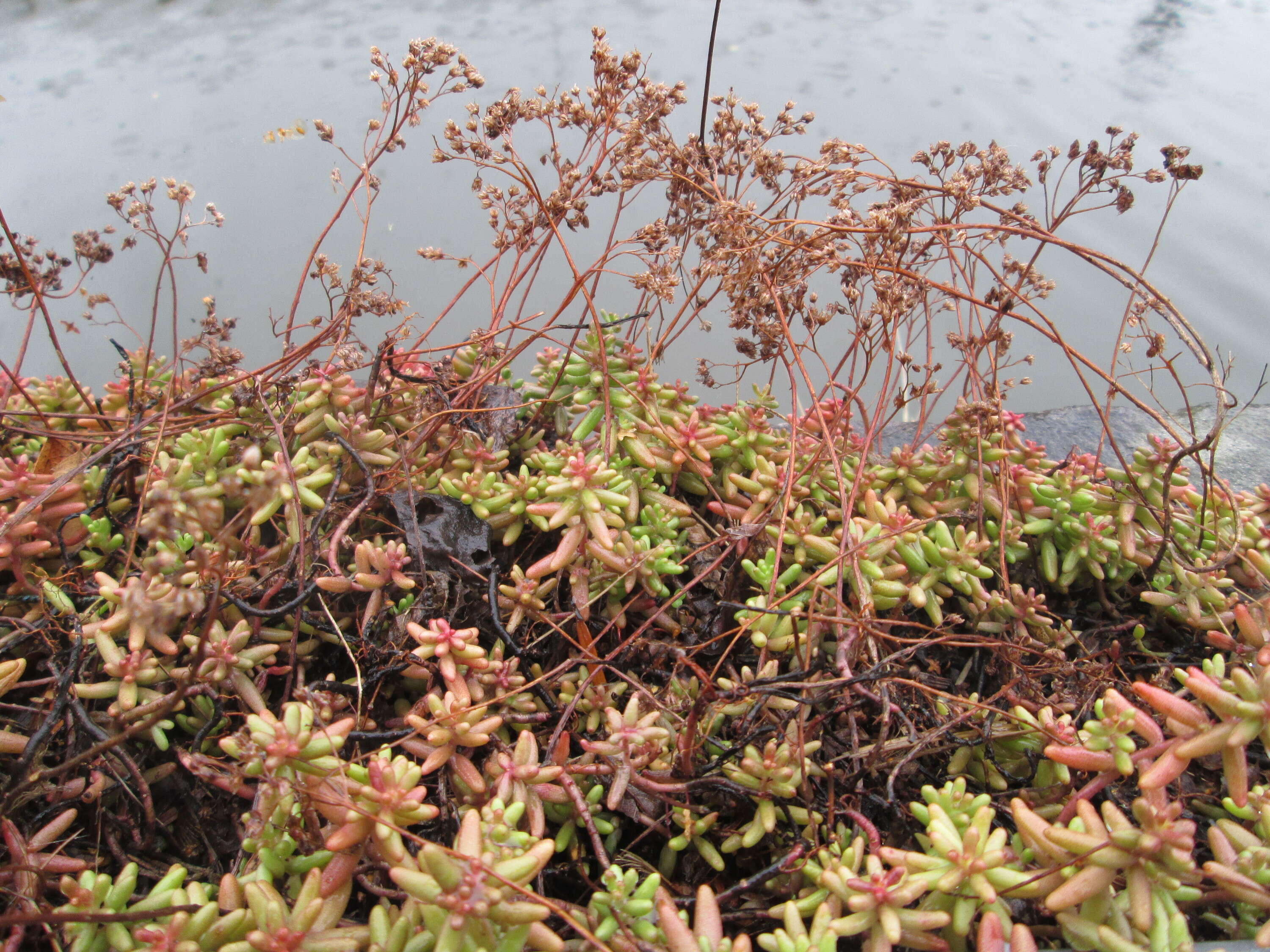 Image of White Stonecrop