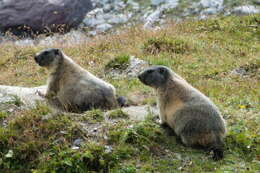 Imagem de Marmota marmota (Linnaeus 1758)