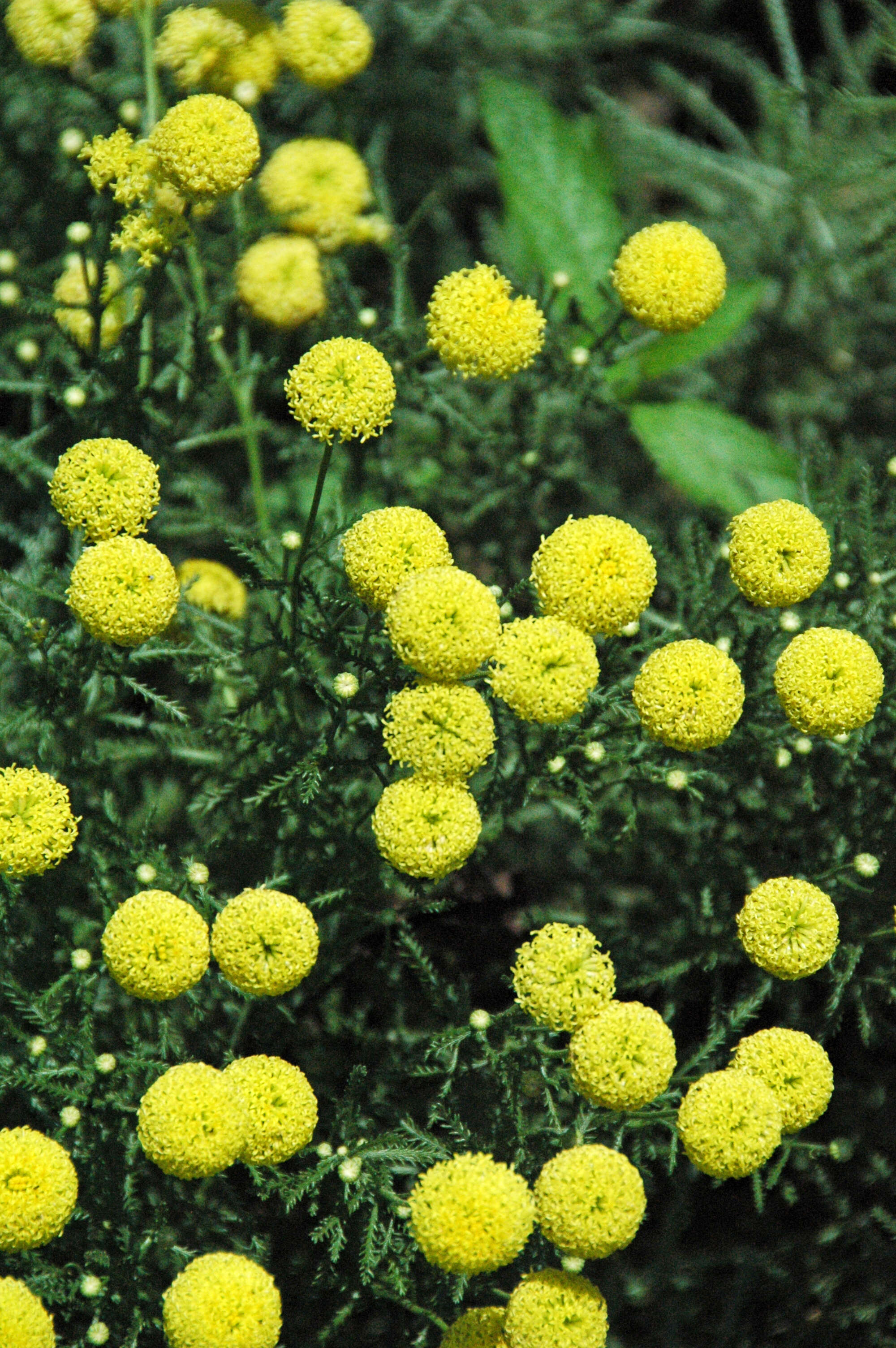 Image of lavender cotton