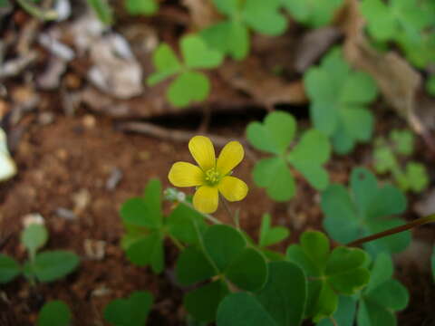 Image of creeping woodsorrel