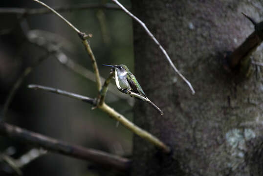 Image of Ruby-throated Hummingbird