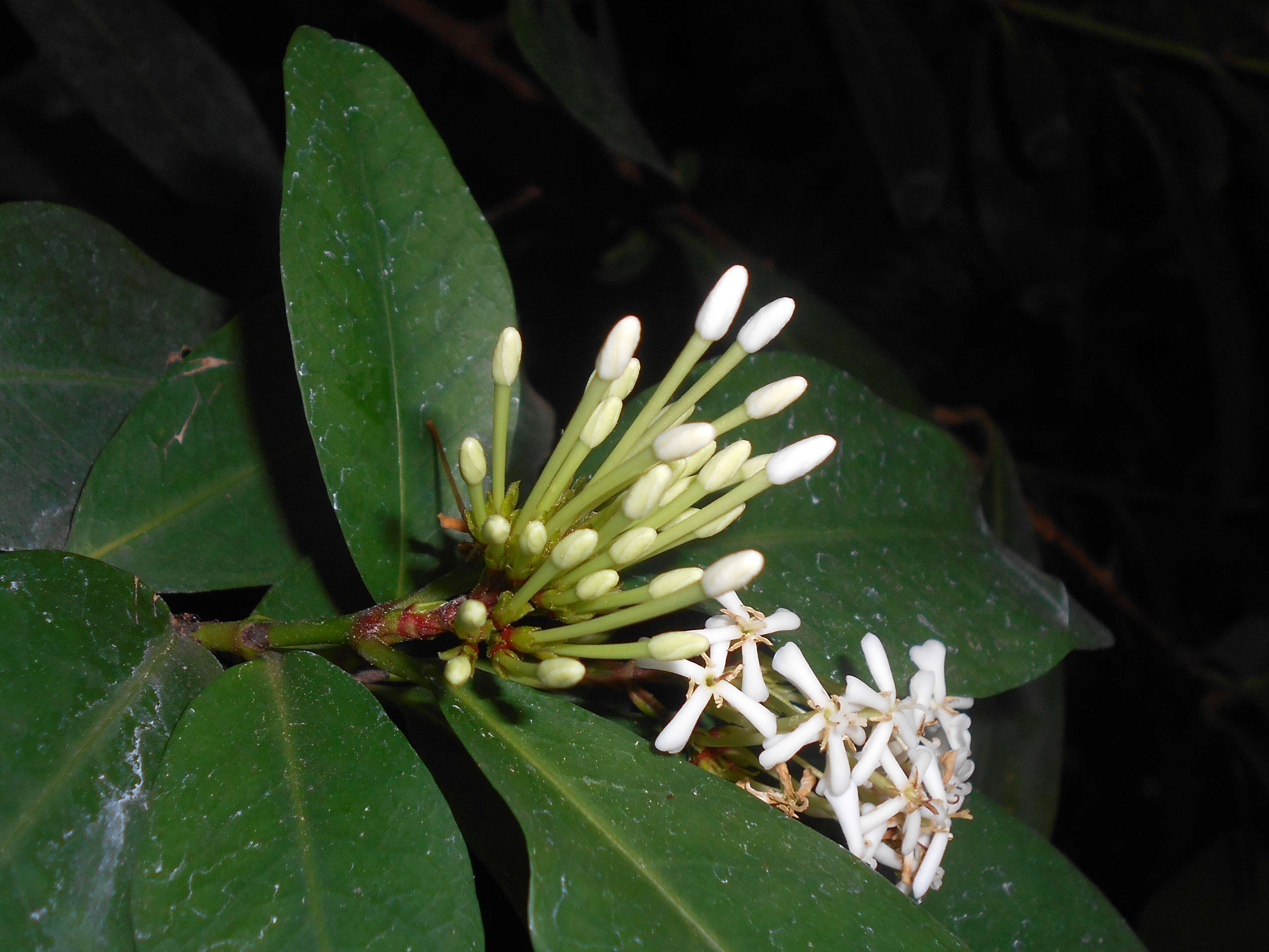 Image of Ixora finlaysoniana Wall. ex G. Don