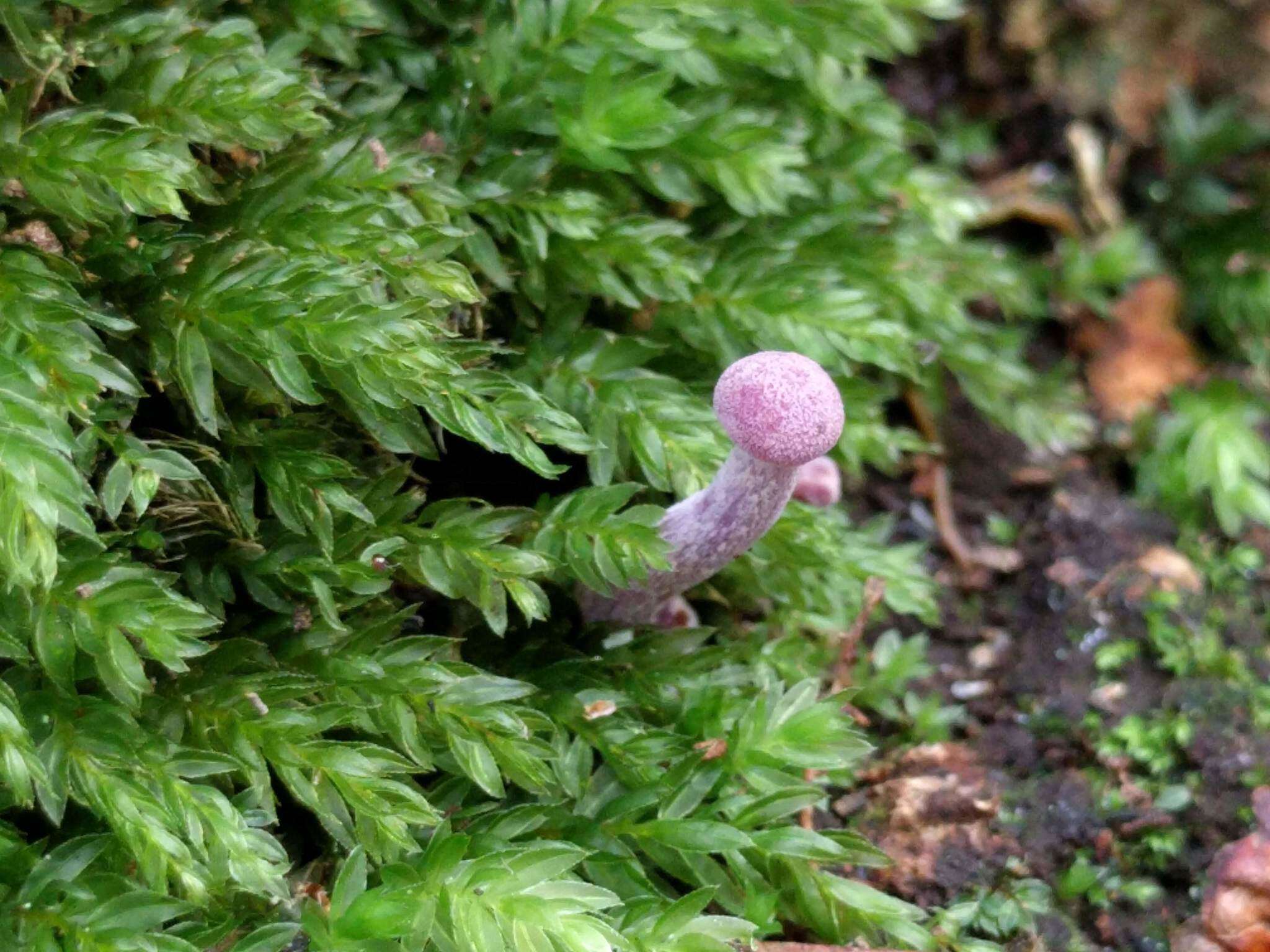 Image of Laccaria amethystina Cooke 1884