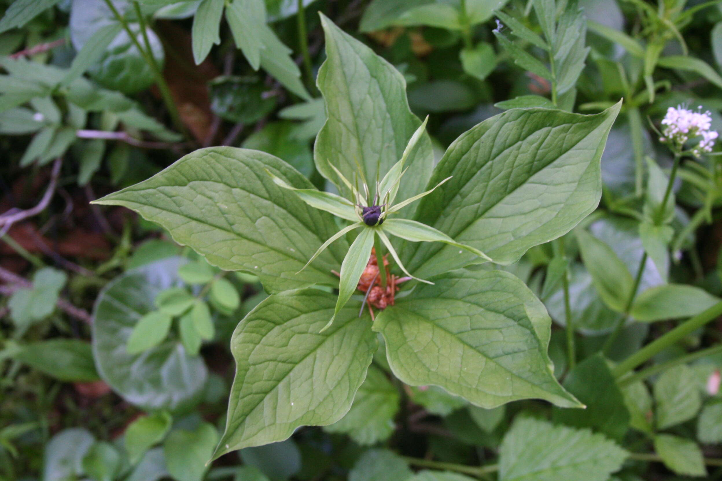 Image of herb Paris