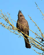 Image of Phainopepla Baird & SF 1858