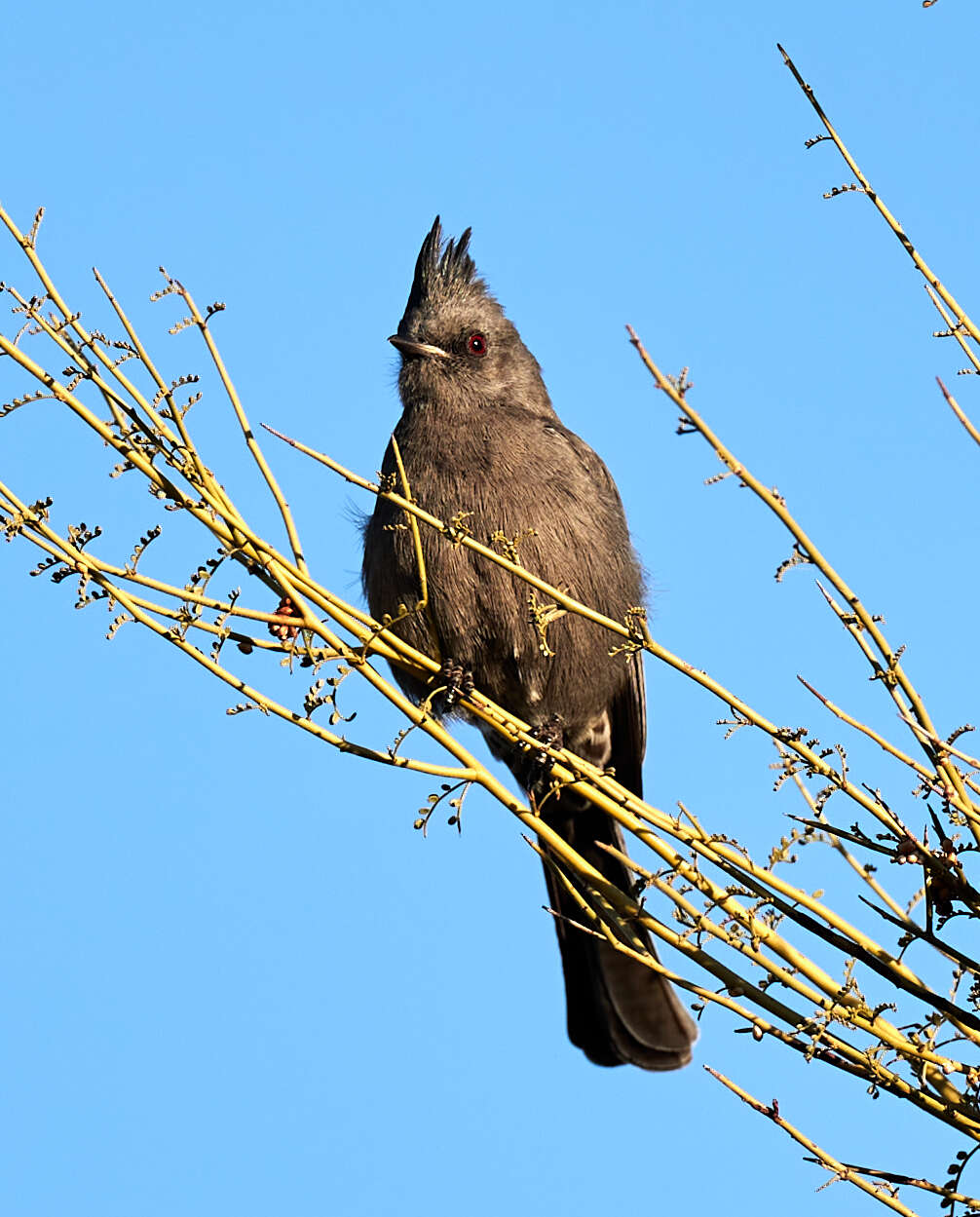 Image of Phainopepla Baird & SF 1858