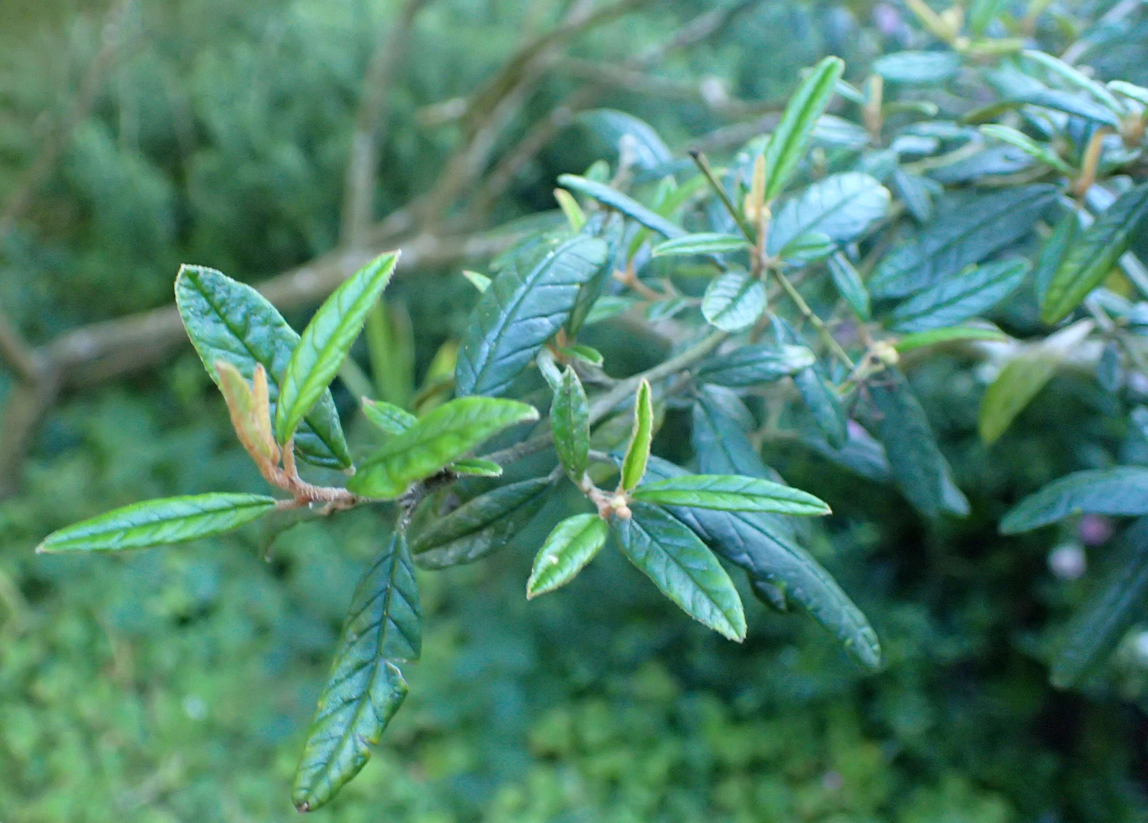 Image of Pomaderris rugosa Cheesem.