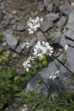 Achillea atrata L. resmi