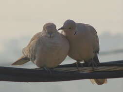 Image of Collared Dove