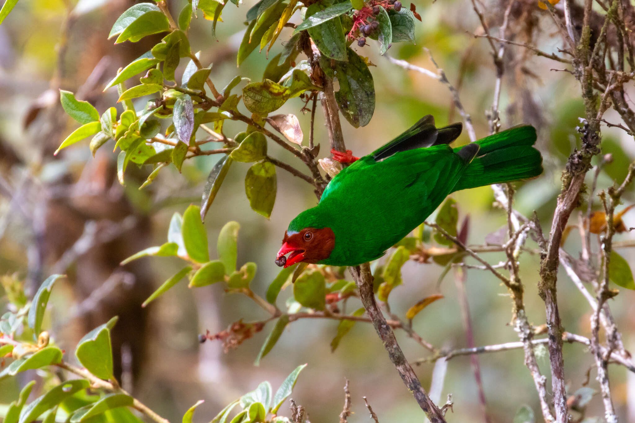 Chlorornis Reichenbach 1850的圖片