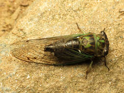 Image of Linne's Annual Cicada