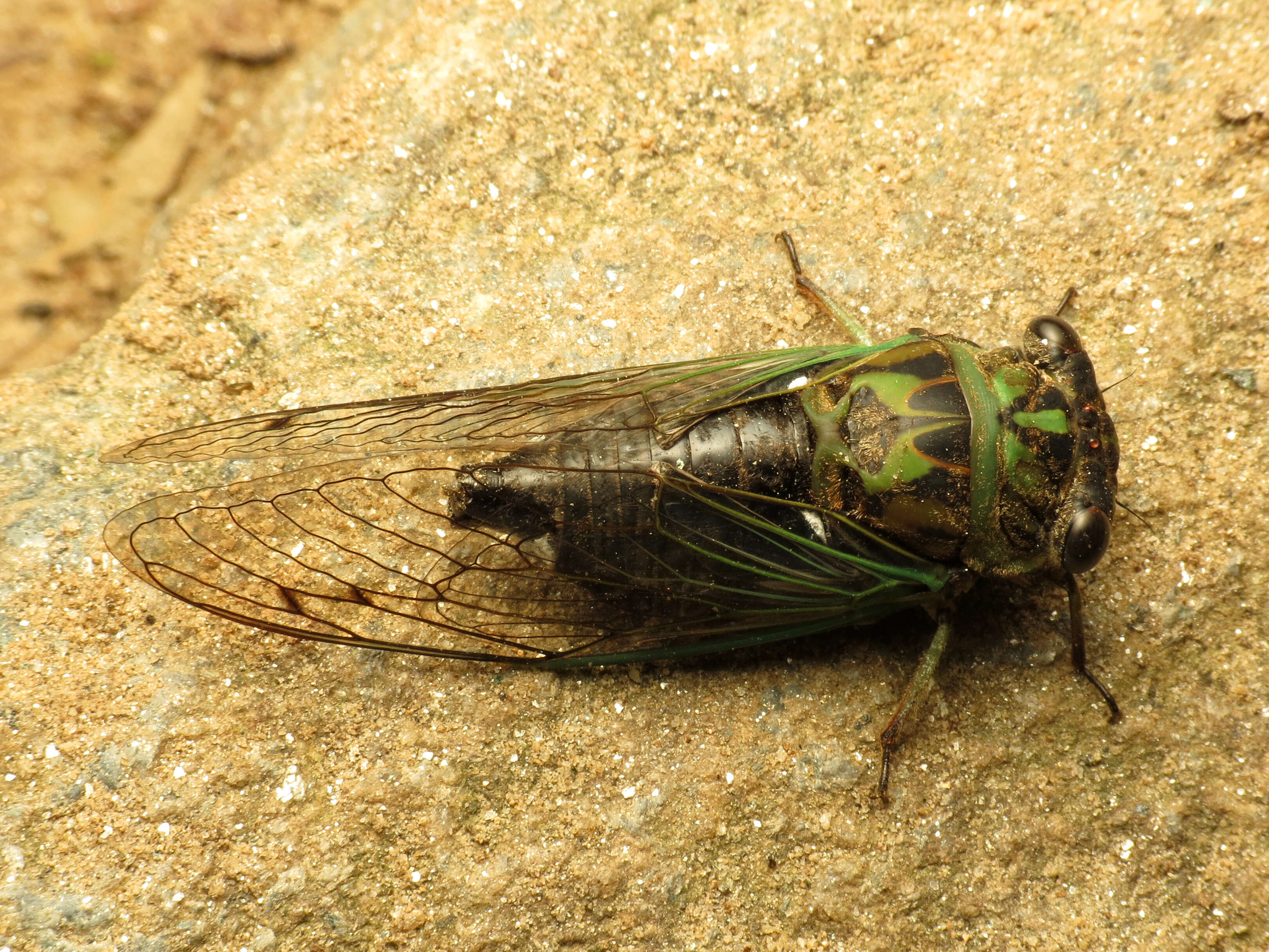 Image of Linne's Annual Cicada