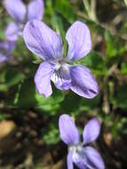 Image of common dog-violet