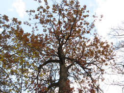 Imagem de Quercus stellata Wangenh.