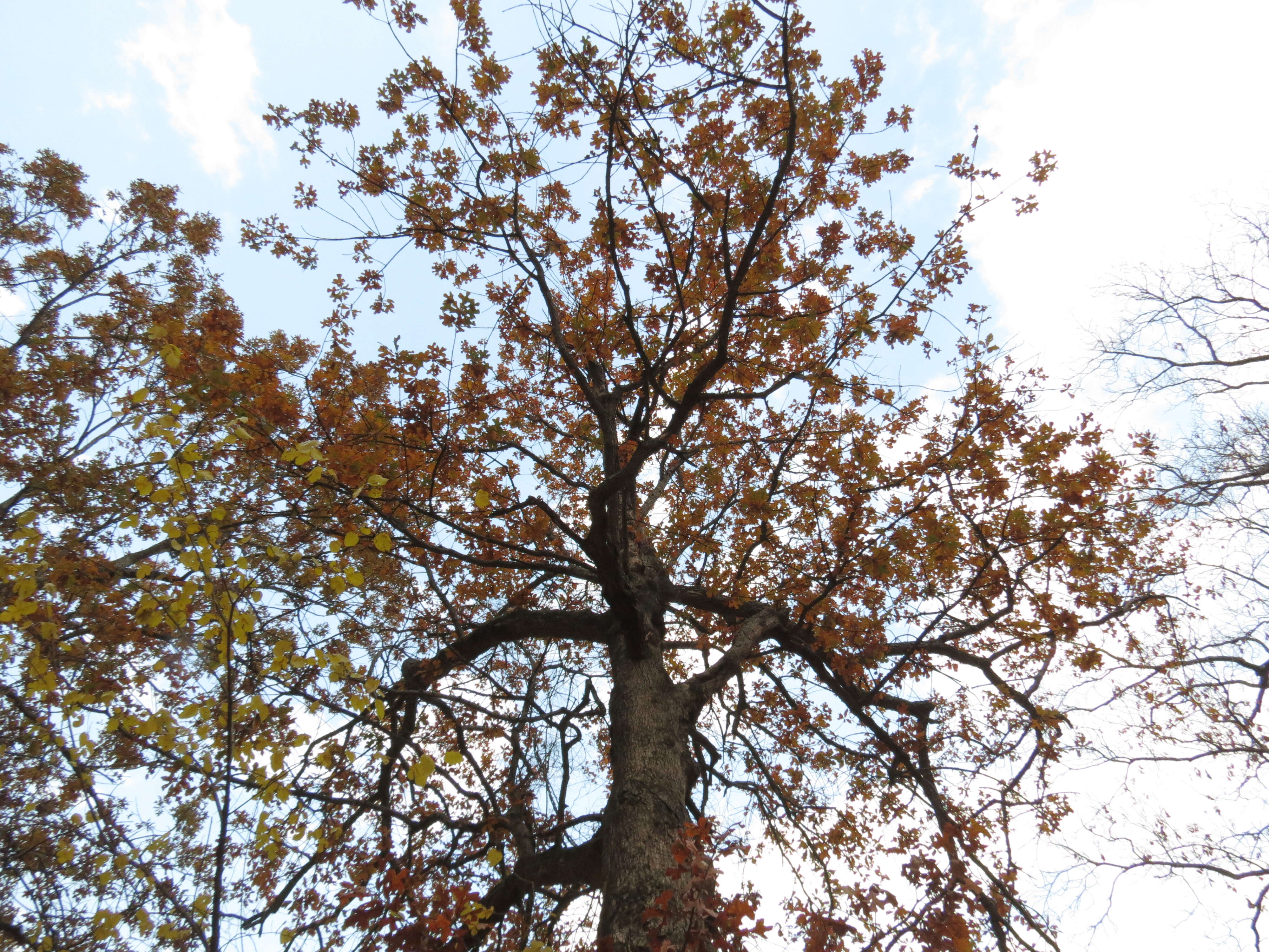 Imagem de Quercus stellata Wangenh.